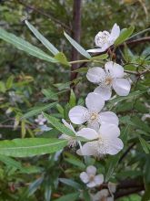 Eucryphia moorei - Eucryphia de Moore