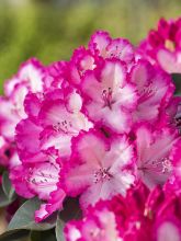 Rhododendron XXL®