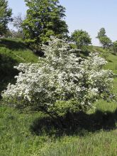 Aubépine, épine à fleurs 'Auriculata'