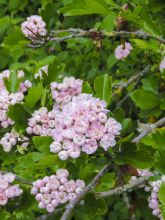 Aubépine, épine à fleurs 'Masekii'