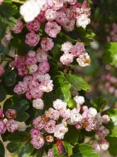 Aubépine, épine à fleurs 'Mutabilis'