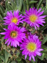 Delosperma deschampsii