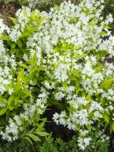 Deutzia 'Variegata'