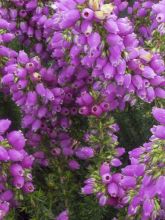 Erica cinerea C.G Best - Bruyère cendrée rose foncé