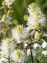 Fothergilla gardenii