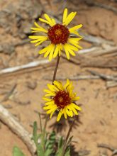 Gaillarde, Gaillardia grandiflora Fanfare