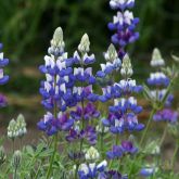 Lupin de Hartweg en melange - Lupinus hartwegii