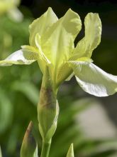 Iris sibirica Tipped in Blue - Iris de Sibérie