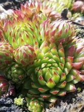 Sempervivum Pseudo-ornatum - Joubarbe rouge et verte