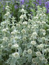 Marrubium vulgare - Marrube blanc, marrube commun