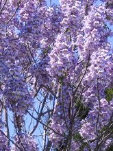 Paulownia tomentosa - Arbre impérial