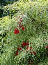 Sureau Lemony Lace - Sambucus racemosa