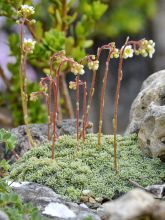 Saxifraga cortusifolia Cheap Confections - Saxifrage.