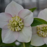 Hellébore 'Anemone Pink'