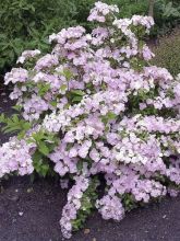 Hortensia - Hydrangea French Bolero