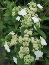 Hortensia - Hydrangea grimpant Semiola