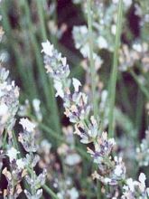 Lavandula angustifolia 'Anna' - Lavande fine de jardin sec
