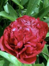 Pivoine officinale 'Rubra Plena'