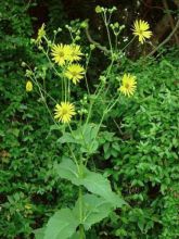 Silphium perfoliatum