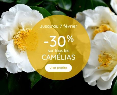 -30% camellia jusqu'au 7 février 2025