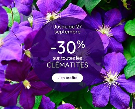 -30% Hortensias jusqu'au 13 septembre