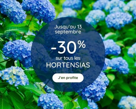 -30% Hortensias jusqu'au 13 septembre