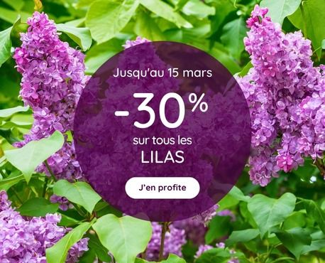 -30% les lilas jusqu'au 15 mars 2025