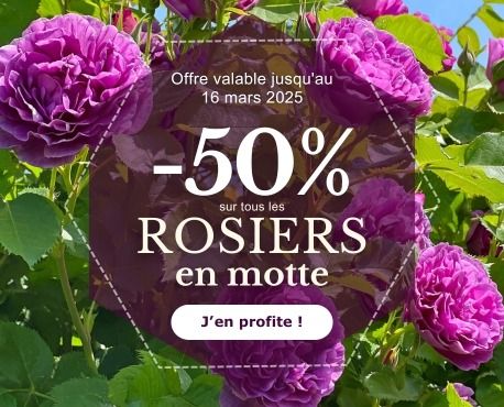 -50% rosiers motte