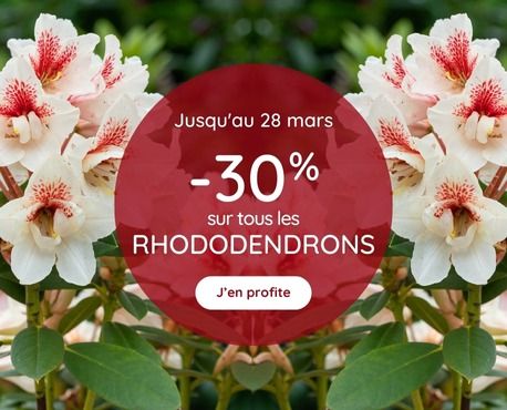 -30% les rhodo jusqu'au 28 mars 2025