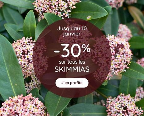 -30% skimmia jusqu'au 10 janvier 2025