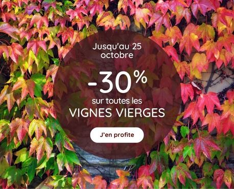 -30% vignes vierges jusqu'au 25 octobre