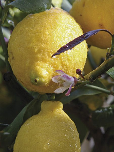 Le Citronnier : Citrus limon