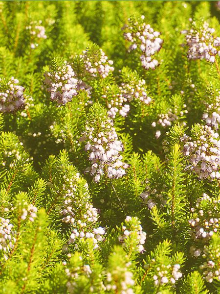 Bruyère de Cornouailles 'Yellow John' - Erica vagans 'Yellow John' - Le ...