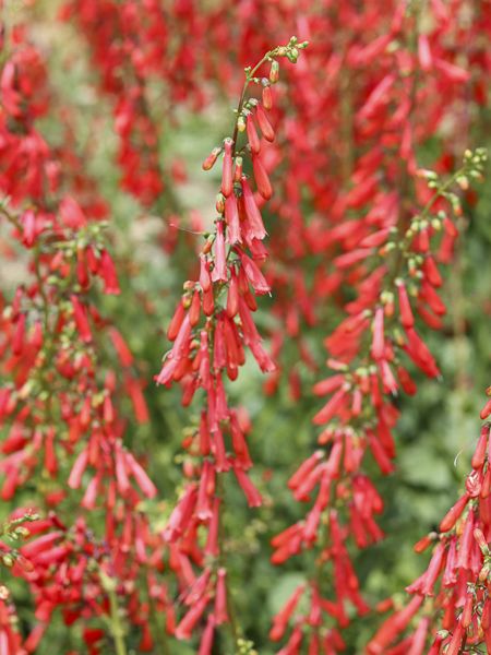 Galane eatonii - Penstemon eatonii - Le Jardin du Pic Vert