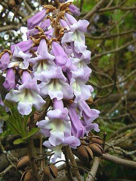 Paulownia tomentosa Hulsdonk - Arbre impérial à floraison printanière  précoce