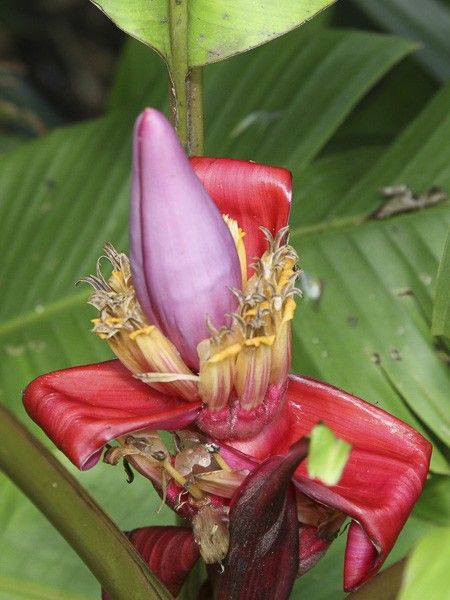 Musa velutina Bananier rose en pot de 12 15L