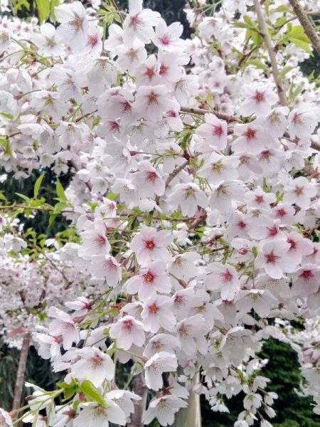 https://www.jardindupicvert.com/media/catalog/product/cache/9b8db22e5cb5a580d94445e657d02e33/c/e/cerisier-a-fleur-yedoensis19138.jpg