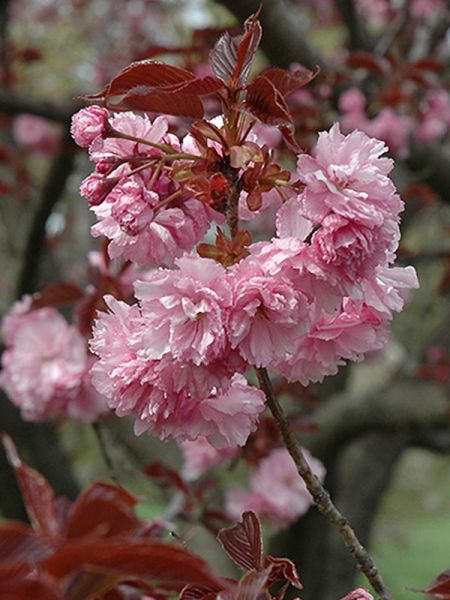 Cerisier du Japon 'Royal burgundy