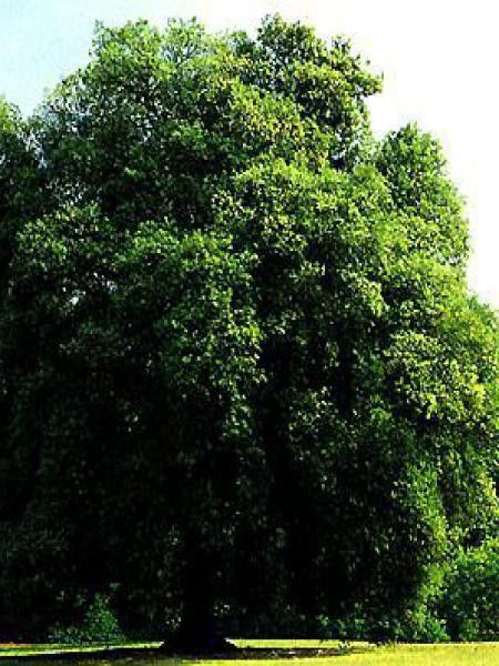 Chêne vert - Quercus ilex - Le Jardin du Pic Vert