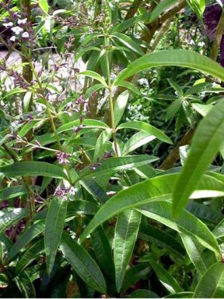 Verveine citronnelle (Aloysia triphylla) : plantation, culture