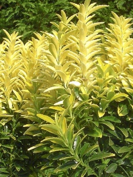 Fusain du Japon (Euonymus Japonicus) – Plante Île-de-France