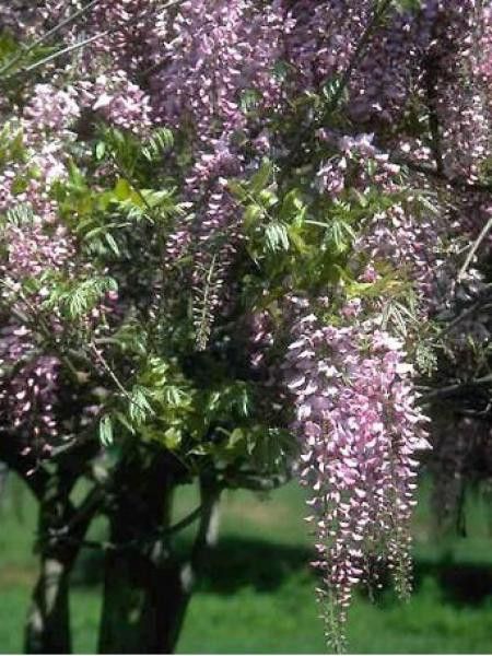 WISTERIA floribunda VIOLACEA PLENA (Glycine du Japon)