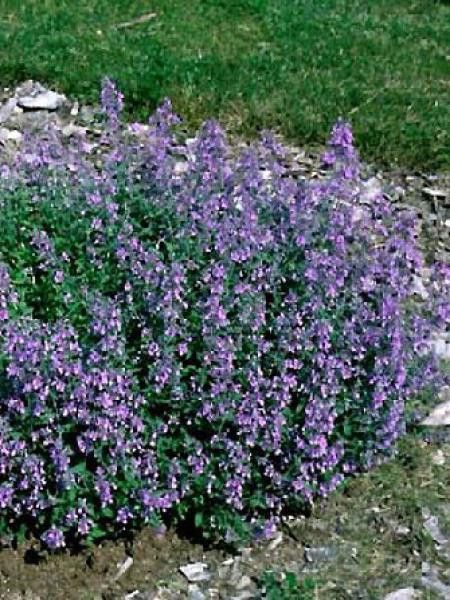 Herbe à chat, Chataire - Nepeta faassenii - Le Jardin du Pic Vert