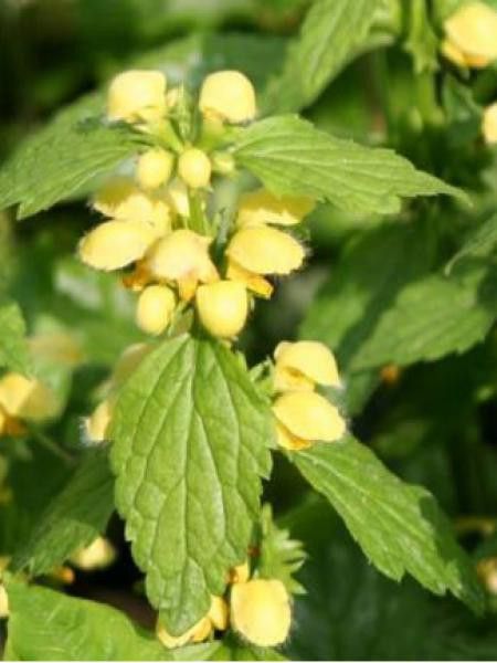 Ortie jaune - Lamium galeobdolon - Le Jardin du Pic Vert