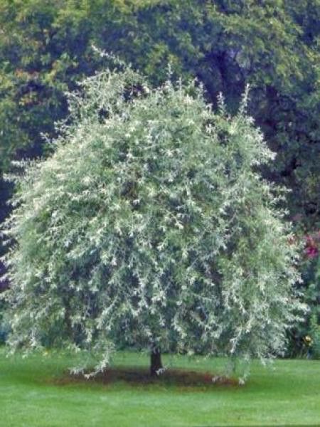 'Pendula' Pyrus salicifolia - Le Jardin du Vert