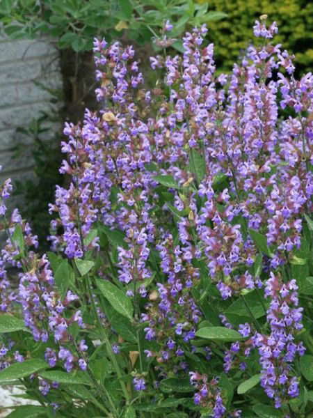Sauge officinale (Salvia officinalis) - PictureThis
