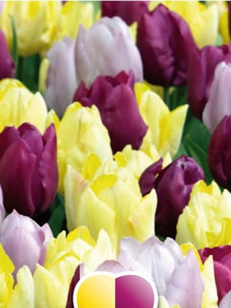 tulipes jaunes et violettes