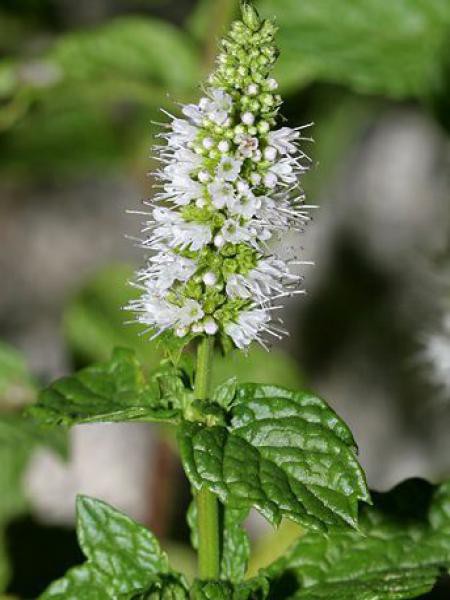 Menthe Verte Mentha Spicata Le Jardin Du Pic Vert