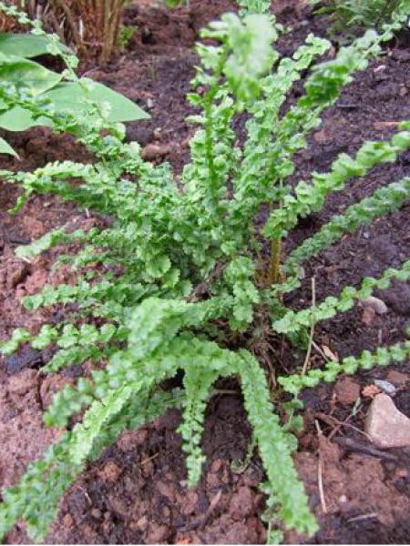 Athyrium filix-femina Victoriae - Fougère - Le chatel des vivaces