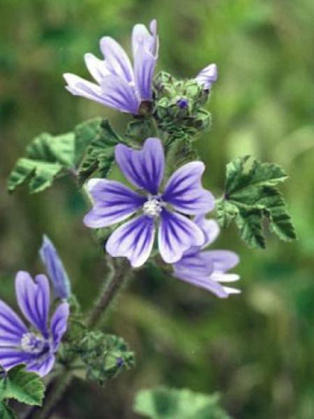 Mauve (Malva sylvestris) : plantation, culture, entretien